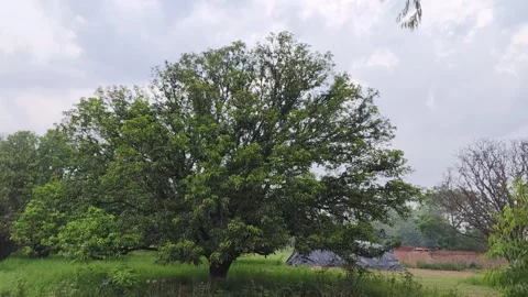 Lush Green Tree in Meadow 库存影片 340516694
