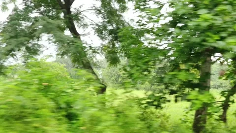Lush Green Tree in Misty Field Видео 343909075