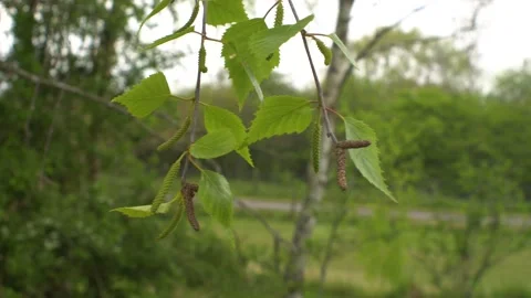 Lush Green Tree Moving in the Wind 스톡 동영상 153145071