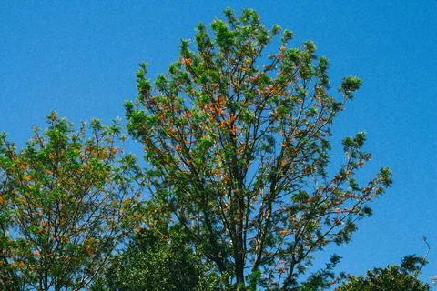 Lush Green Tree With Orange Flowers Blooming Against A Clear Blue Sky Stock Photos