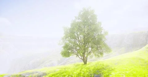 Lush green tree stands alone in a misty landscape during sunrise Stock Illustration