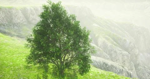Lush green tree stands alone on hillside with rocky cliffs in background Stock Illustration