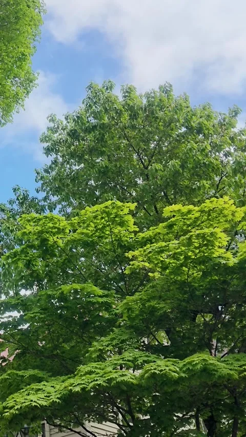 Lush Green Tree Swaying in Wind Against Blue Sky vertical video Видео 337226899