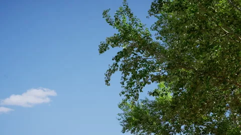 Lush green tree swings in the wind in the middle of an oasis, Morocco Stock Footage 332622463