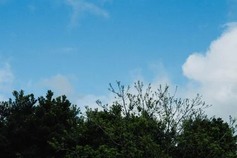 Lush Green Trees Against A Clear Blue Sky On A Sunny Day In A Park Stock Photos
