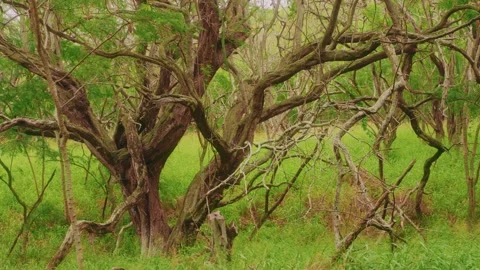 Lush green trees and dense foliage in the Koko Crater Botanical Garden, Oahu, Ha Stock Footage 325751344