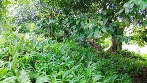 Lush green trees and foliage in a natural forest or park environment Stock Footage 346273307