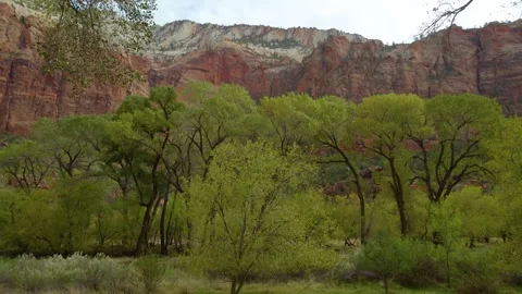 Lush Green Trees and Red Sandstone Cliffs on the Emerald Pools Trail, Zion Natio Stock Footage 332016711