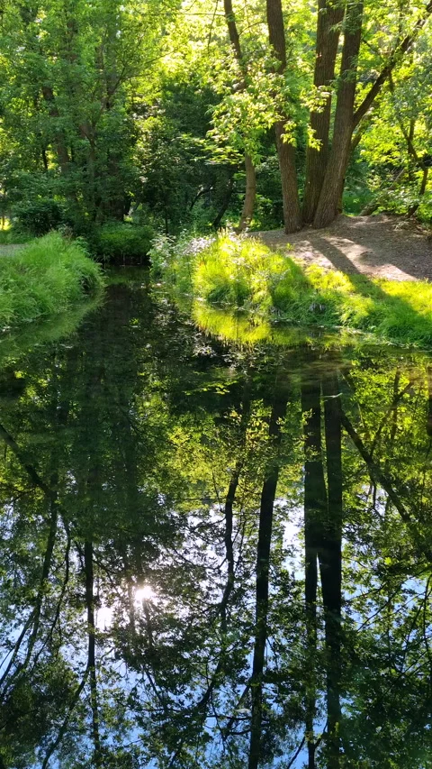 Lush green trees and sun reflection in forest creek. Stock Footage 339811041