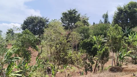 Lush green trees and vegetation on hillside slope Stock Footage 346659984
