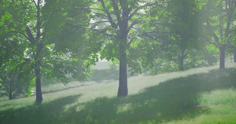 Lush green trees basking in sunlight on a serene hillside landscape 스톡 일러스트