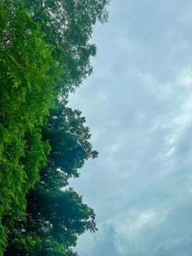 Lush Green Trees Border On Overcast Sky Background With Copy Space Stock Photos