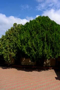 Lush green trees casting shadows on brick pavement under blue sky Stock Photos