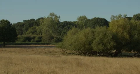 Lush green trees in an empty park 스톡 동영상 150374494