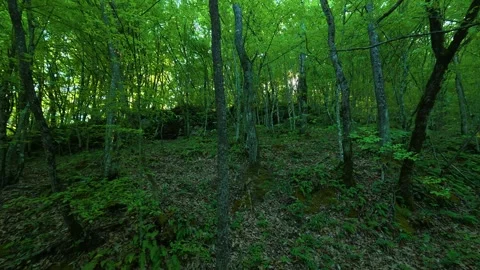 Lush green trees fill the forest scene. Ovcar Kalbar Gorge, Serbia 스톡 동영상 333844096