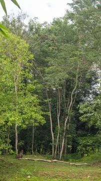 Lush Green Trees in a Forest 스톡 사진