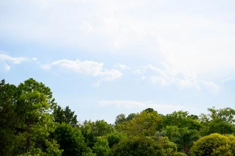 Lush green trees frame a bright, partly cloudy sky Stock Photos