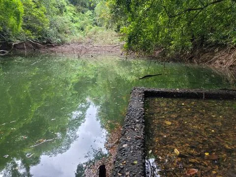 Lush green trees frame calm, shallow water Stock Photos