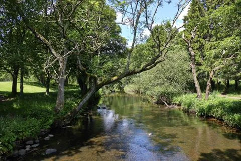 Lush green trees frame a calm, flowing stream Stock Photos