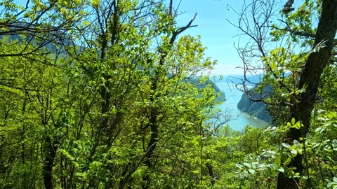 Lush green trees frame a sparkling river. Balkan, Eastern Europe, POV Vídeos de archivo 333349201