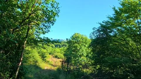 Lush green trees frame a sunlit forest path. Kozji Kamen hiking path, Serbia Stockbeeldmateriaal 342341465