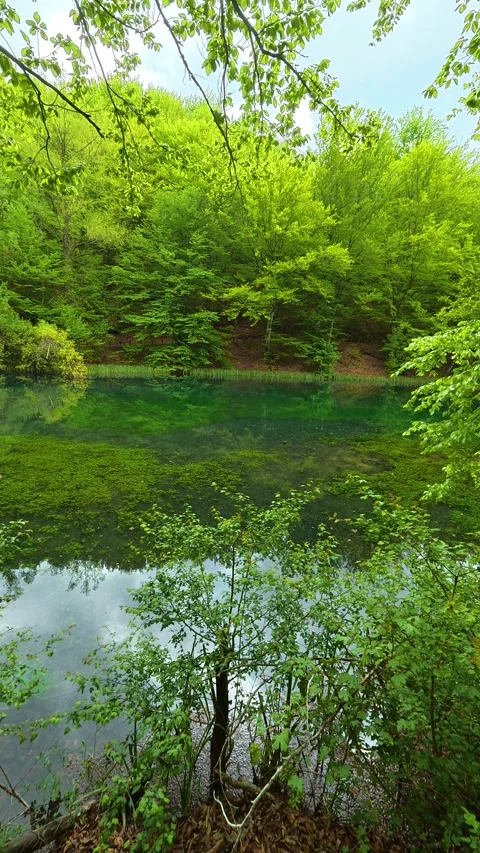 Lush green trees frame a tranquil. Vertical POV, Balkan, Eastern Europe Stockbeeldmateriaal 334469210