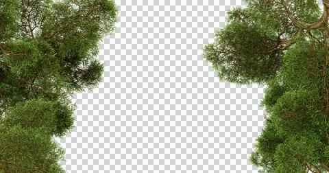 Lush green trees frame a transparent background creating a natural border Stock Photos
