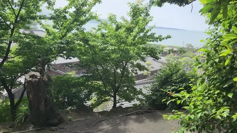 Lush green trees frame a tree stump and stone pathway 動画素材 337698312