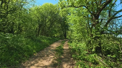 Lush green trees frame a winding dirt path. Balkan, Eastern Europe, POV Vídeos de archivo 333348624