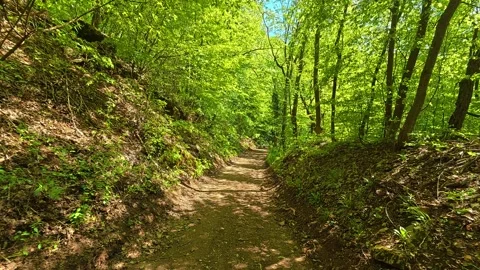 Lush green trees frame a winding dirt trail. Balkan, Eastern Europe, POV Video stock 333349864
