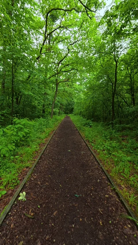 Lush green trees frame a winding dirt path. Sumarice, Vertical Stock Footage 340903480