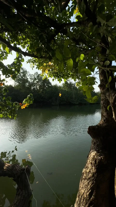 Lush Green Trees Framing River, Camera Pulls Back to Reveal Jungle, Vertical Sho Stock Footage 324772763