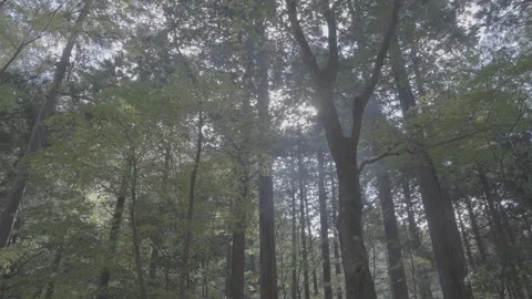 Lush Green Trees Growing Thickly in Deep Forest, Log Footage Stock Footage 340539165