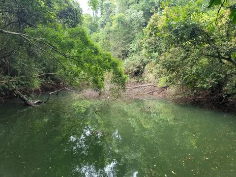 Lush green trees lean over calm, murky water Stock Photos