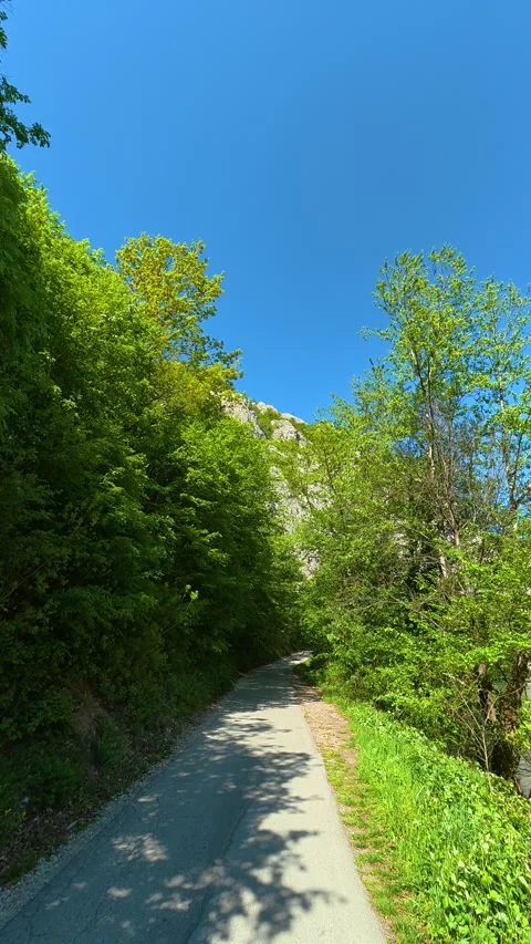 Lush green trees line a quiet paved path. Ovcar Kablar Gorge, Serbia. Vertical Видео 334226571