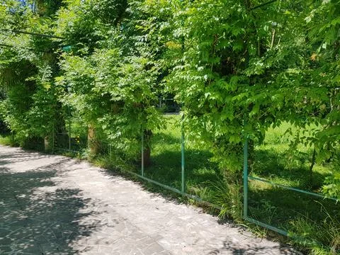 Lush green trees line a stone pathway beside a fenced grassy area in a sunn.. Stock Photos