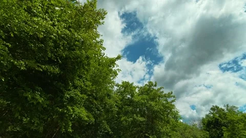 Lush green trees line a sun-dappled dirt path. Vrmdza Lake hike. Serbia Видео 338023487