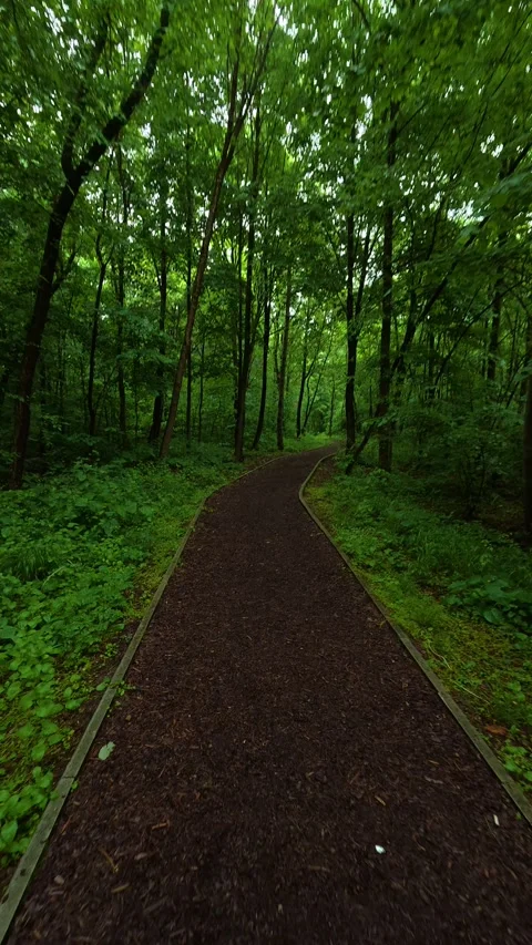 Lush green trees line winding forest path. Sumarice, Vertical Stock Footage 340903538