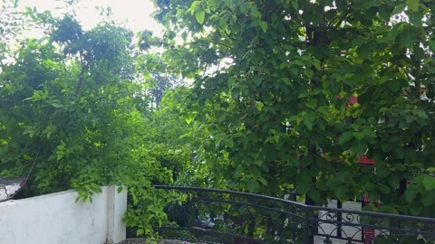 Lush green trees overlooking concrete terrace balcony view of tree canopy seen Vídeo Stock 342585671