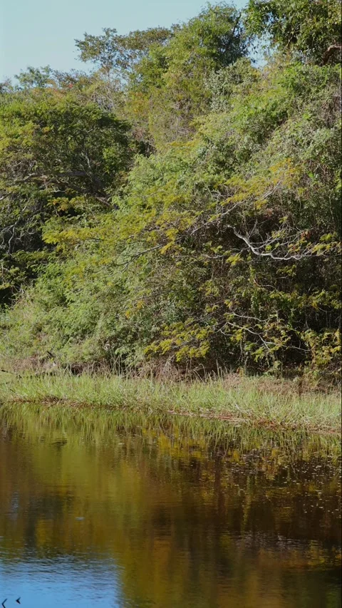 Lush green trees reflected in calm river water, peaceful natural Stock Footage 303820542