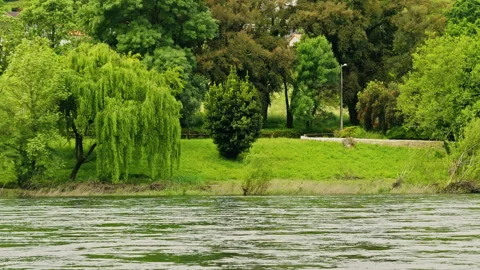 Lush Green Trees by Riverside in Summer Stock Footage 277745153