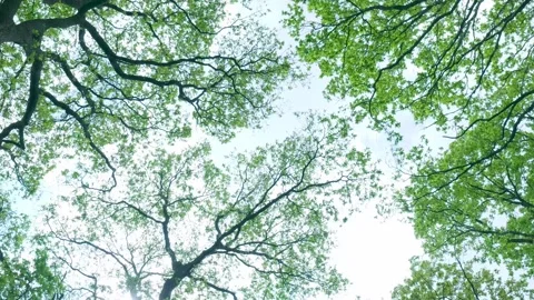 Lush green trees seen from below in a forest canopy 스톡 동영상 336845645