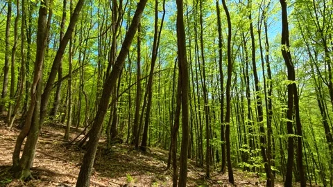 Lush green trees stand tall. Ovcar Kalbar Gorge, Serbia Видео 333843474