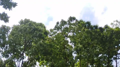 Lush green trees swaying in the wind under clear blue sky Stock-Footage 337567961
