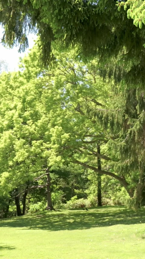 Lush Green Trees Swaying in the Wind in a Park Stock Footage 339271014