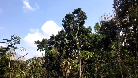 Lush Green Trees Under a Blue Sky Stock-Footage 341262200