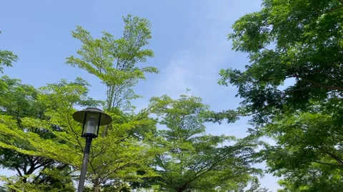 Lush green trees under clear blue sky – smooth pan shot. Stock Footage 321131745