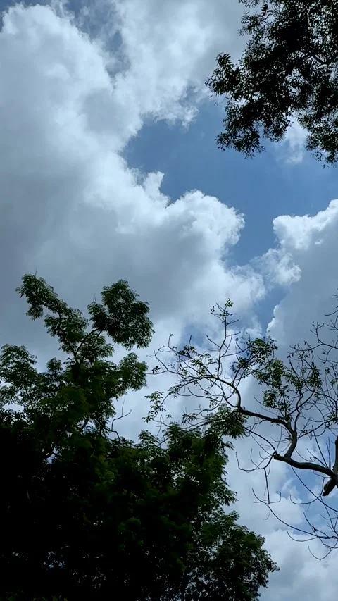 Lush green trees under a vibrant blue sky with fluffy white clouds forming .. Stock Footage 338414604