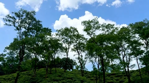Lush green trees under a vibrant blue sky with fluffy clouds in a serene na.. Stock Footage 339296009