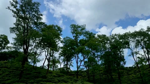 Lush green trees under a vibrant blue sky with fluffy white clouds in a ser.. Stock-Footage 339296098